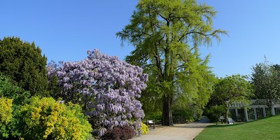 300 Years of Trees at Kew: An Illustrated Lecture by Tony Kirkham