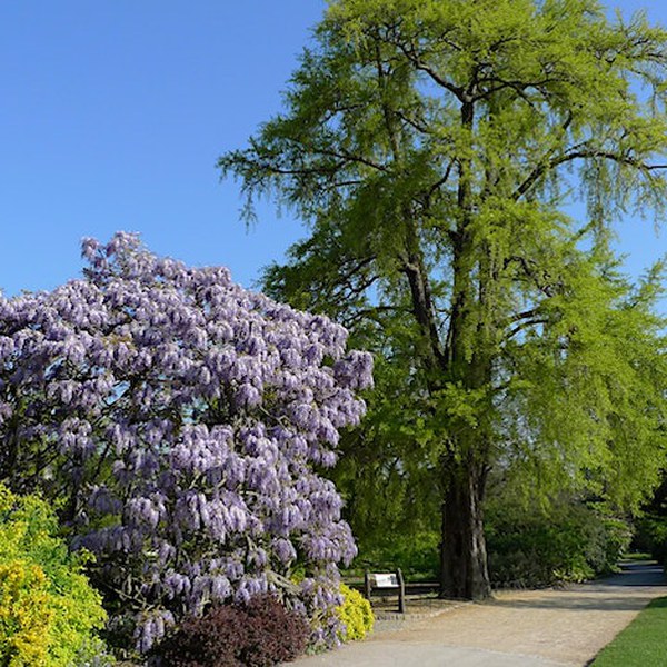 300 Years of Trees at Kew: An Illustrated Lecture by Tony Kirkham