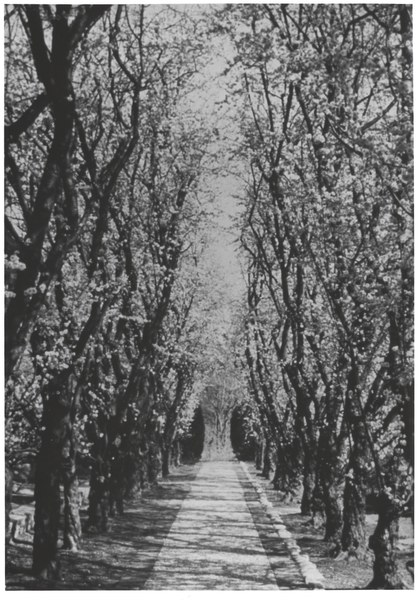 About the Plum Walk