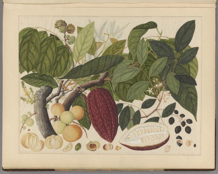 From the “Album of Chinese watercolors of Asian fruits,” held in the Rare Book Collection.