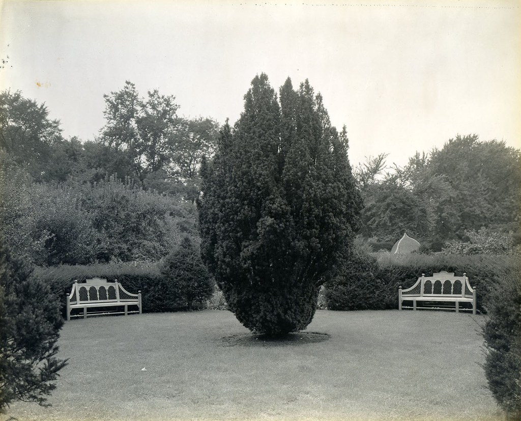 Mr. Yew at the eastern end of the Herbaceous Borders, surrounded by four garden seats