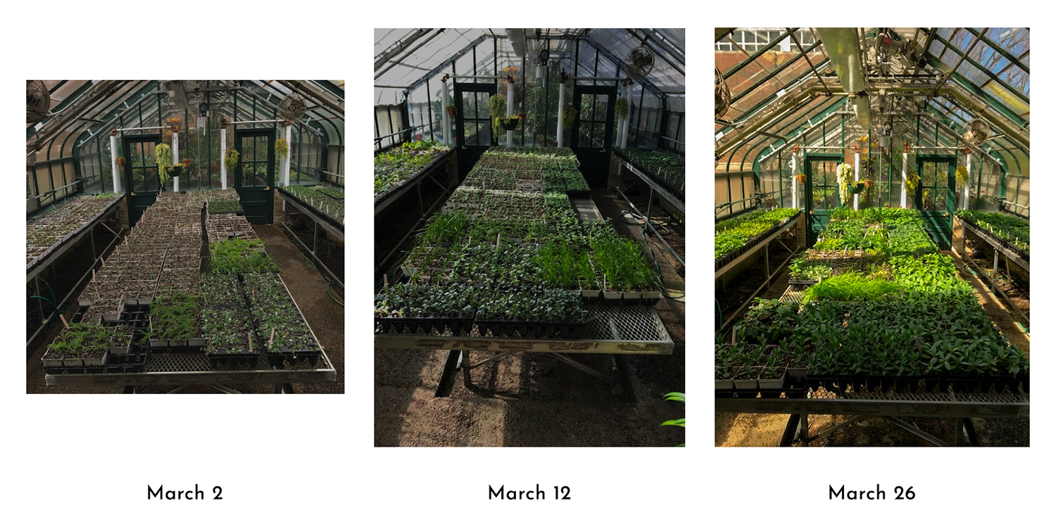 Greenhouse triptych
