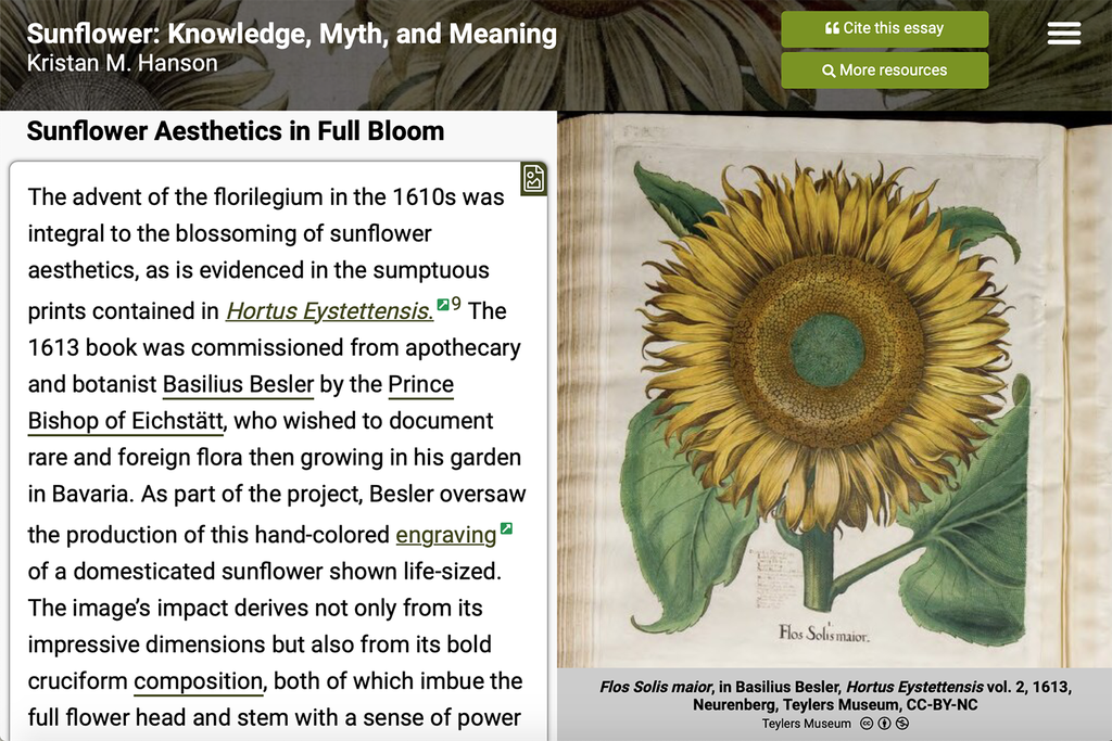 screenshot showing text and image for a sunflower from the Plant Humanities Lab