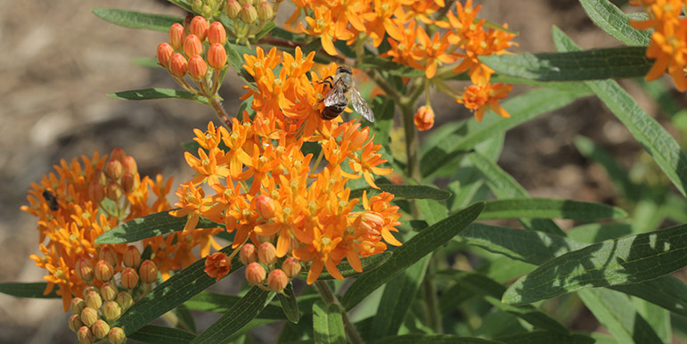 Pollinator 3: Honeybee
