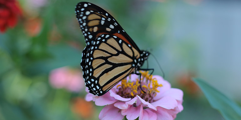 Pollinator 5: Monarch on zinnia