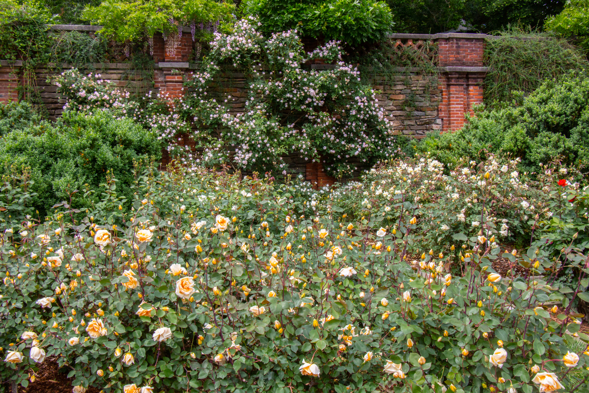 The rosebushes are cut back significantly during dormancy to encourage the growth of new canes, where the roses will bloom.