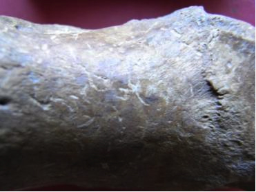Fig. 25: Signs of root etching on a specimen from Dobri Dyal (Poulter 2010–2011)