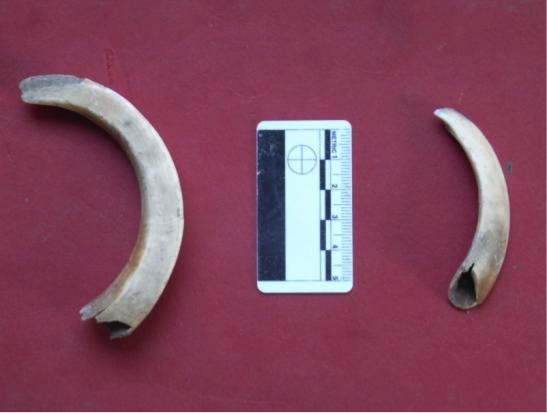 Fig. 27: Wild boar tusk in comparison to that of a domestic pig (Billson).