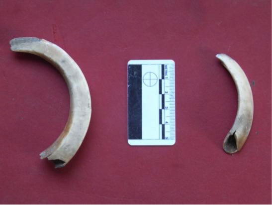 Fig. 27: Wild boar tusk in comparison to that of a domestic pig (Poulter 2010–2011)