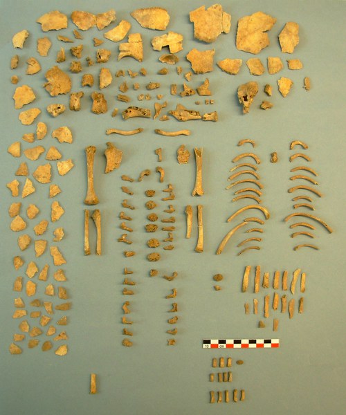 Cist Grave II, burial 18: osteological remains of a six-month-old infant