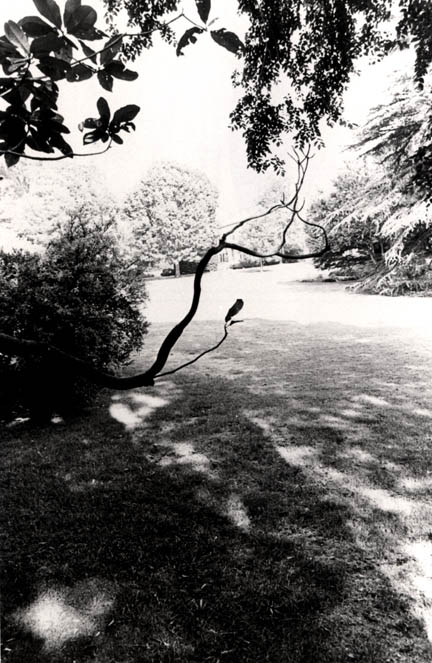 Joe Mills, Untitled [Horizontal Tree Branch on South Lawn], 1979. House Collection, HC.PH.1995.11, Dumbarton Oaks Research Library and Collection.
