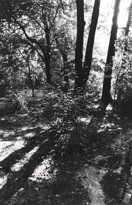 Joe Mills, Untitled [Trees with Shadows], 1979. House Collection, HC.PH.1995.07, Dumbarton Oaks Research Library and Collection.