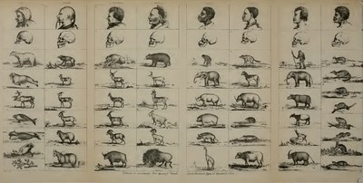 Dr. Louis Agassiz’s “sketch” of the types of mankind from Josiah Nott and George Gliddon, Types of Mankind. (Philadelphia, JB Lippincott and Co., 1860).