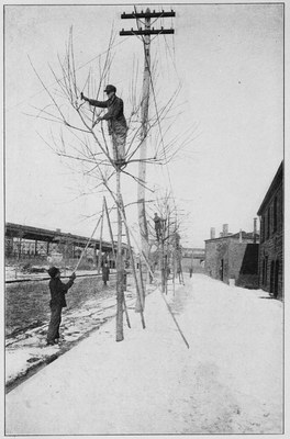 Street Tree Pruning in the Bronx, New York City, ca 1913. New York City Department of Parks and Recreation