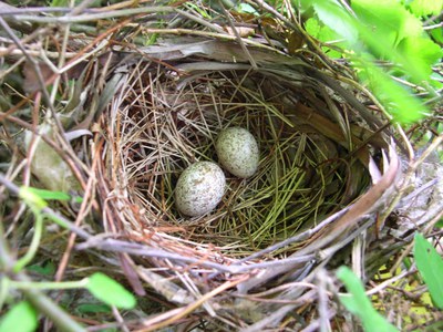 Northern Cardinal Nest. Photo by Amanda Rodewald