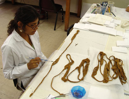 Fig. 11: Berta Flores cleans a set of vegetable fiber slings found as a group in a Necropolis burial (Peters 2005–2006)