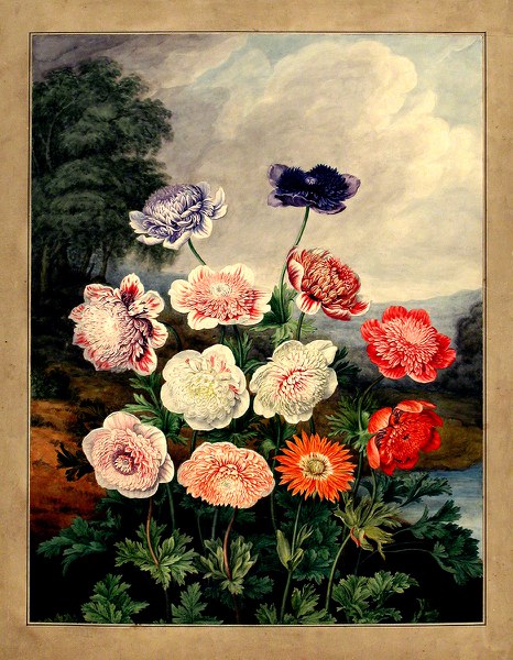 Bookplate depicting flowers with a landscape in the background