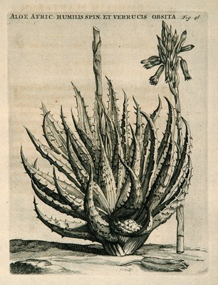 Horti medici Amstelaedamensis (1715)