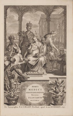 Amsterdam’s Hortus Medicus and the Commelins
