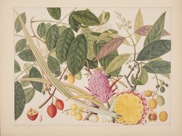 Album of watercolors of Asian fruits