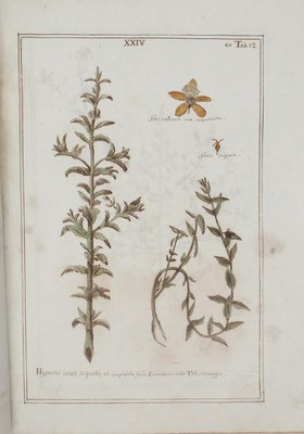 Boccone Museum rariorum plantarum: nominibus linnaei specificis