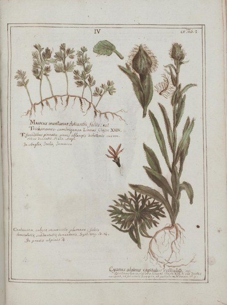 Boccone Museum rariorum plantarum: nominibus linnaei specificis