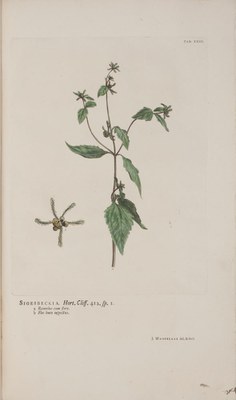 Hortus Cliffortianus