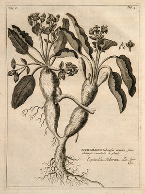 Rariorum Africanarum plantarum