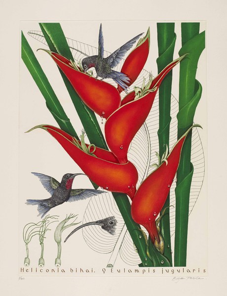 Bryan Poole (b. 1953), 2008, 75 × 55 cm, colored etching. Loan, National Museum of Natural History, Smithsonian Institution