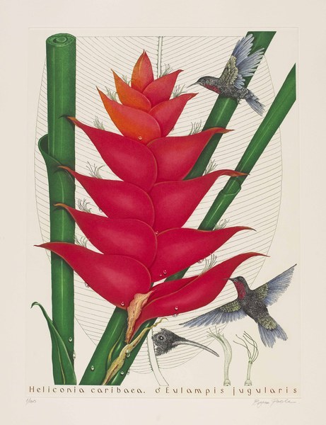 Heliconia caribaea