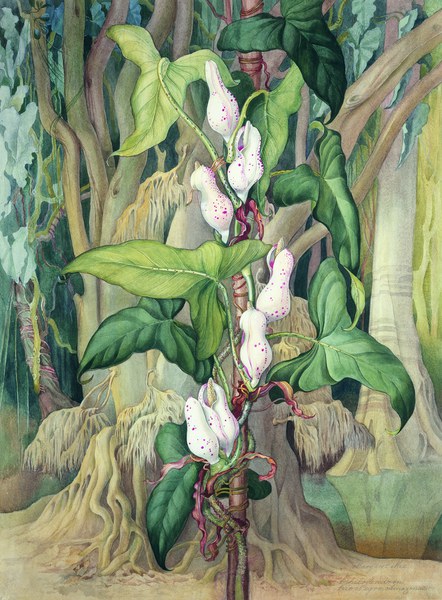 Margaret Mee (1909–88), 64 × 47 cm, gouache. Loan, The Shirley Sherwood Collection, UK