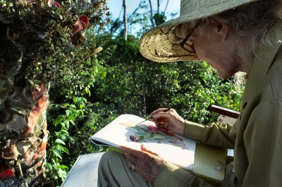 Margaret Mee sketching Selenicereus wittii Anavilhanas, 1988, Rio Negro, Amazon