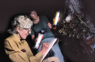 Margaret Mee sketching Selenicereus wittii, nighttime, 1988, Rio Negro, Amazon