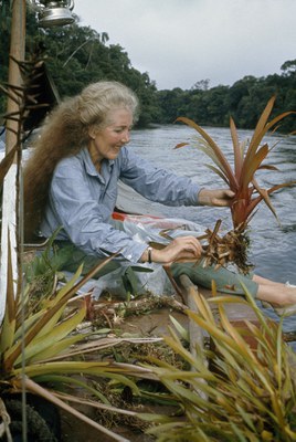 Mee handling a plant specimen while on her fourth expedition, 1967
