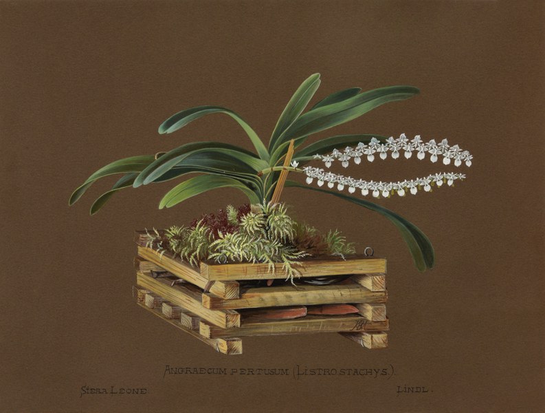 Angraecum pertusum (listrostachys), Sierra Leone, Lindl.