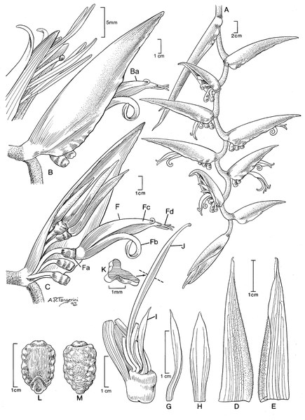 Heliconia chartacea var. meeana