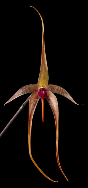 Orchid Study I, S.I. Bulbophyllum