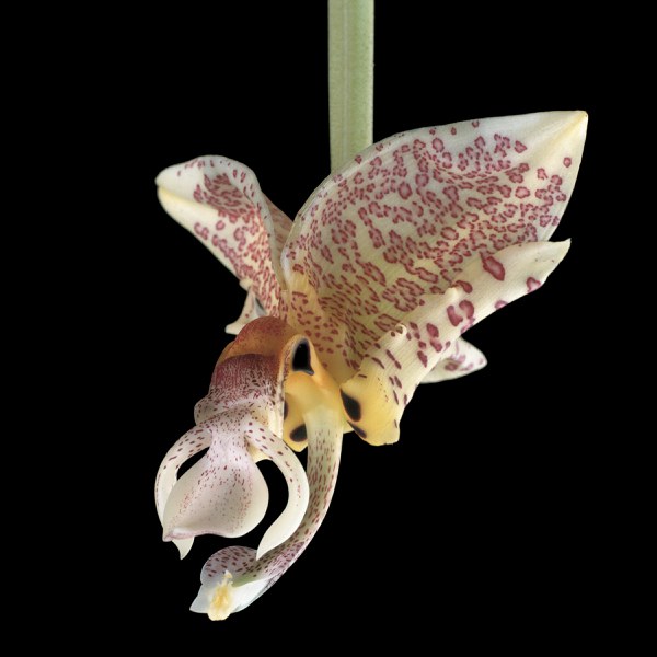 Orchid Study III, S.I. Stanhopea