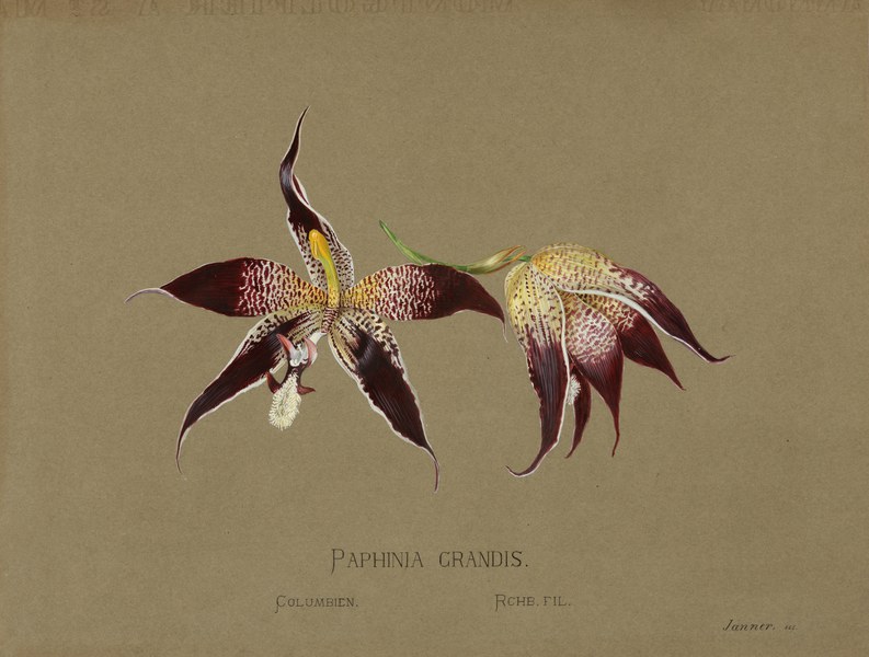 Paphinia grandis, Columbien, Rchb. Fil.