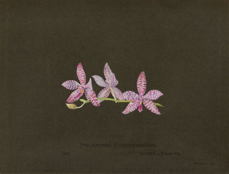 Phalænopsis Luddemanniana [Lüddemanniana], Java, Sander et Rchb. Fil