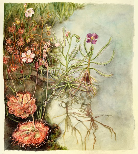 Nirupa Rao (b. 1990), 2018, 24.8 × 28.6 cm, watercolor. Loan, Nirupa Rao