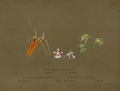 Trichocentrum Pfavii, Chiriqui, Rchb. Fil.; Restrepia Antennifera, Neu Grenada, Kth.; Coelogyne Sparsa, Philippinen, Rchb. Fil.