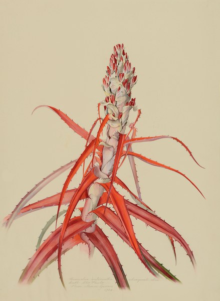 Bromelia antiacantha