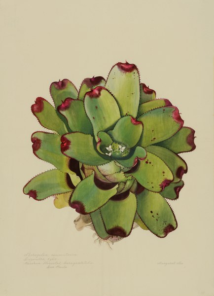 Margaret Mee, 1960, 66 × 48 cm, gouache, signed and dated “Neoregelia concentrica, Dezembro, 1960, Reserva Florestal, Caraguatatuba, São Paulo. Margaret Mee”