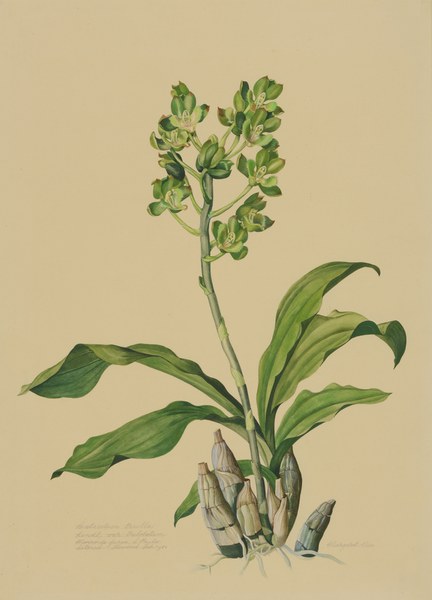 Catasetum trulla