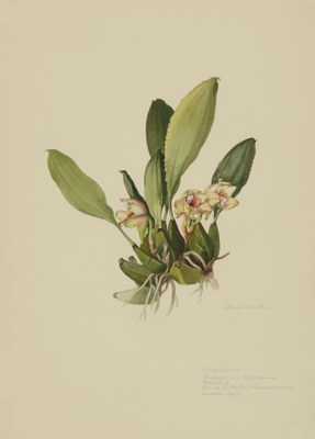 Bifrenaria harrisoniae