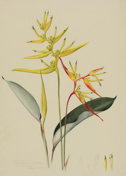 Margaret Mee, 1964, 66 × 48 cm, gouache, signed and dated “Heliconia, Proc: Amazonas, Nr. Manaus, November, 1964. Margaret Mee”
