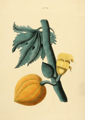 Carica papaya, or, papaw tree; the female tree