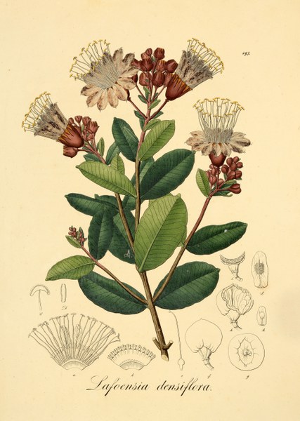 Lafoensia densiflora