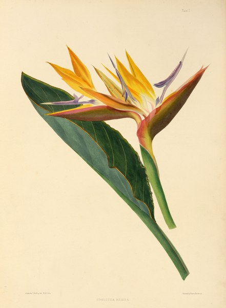 Strelitzia reginae. Canna-leaved strelitzia